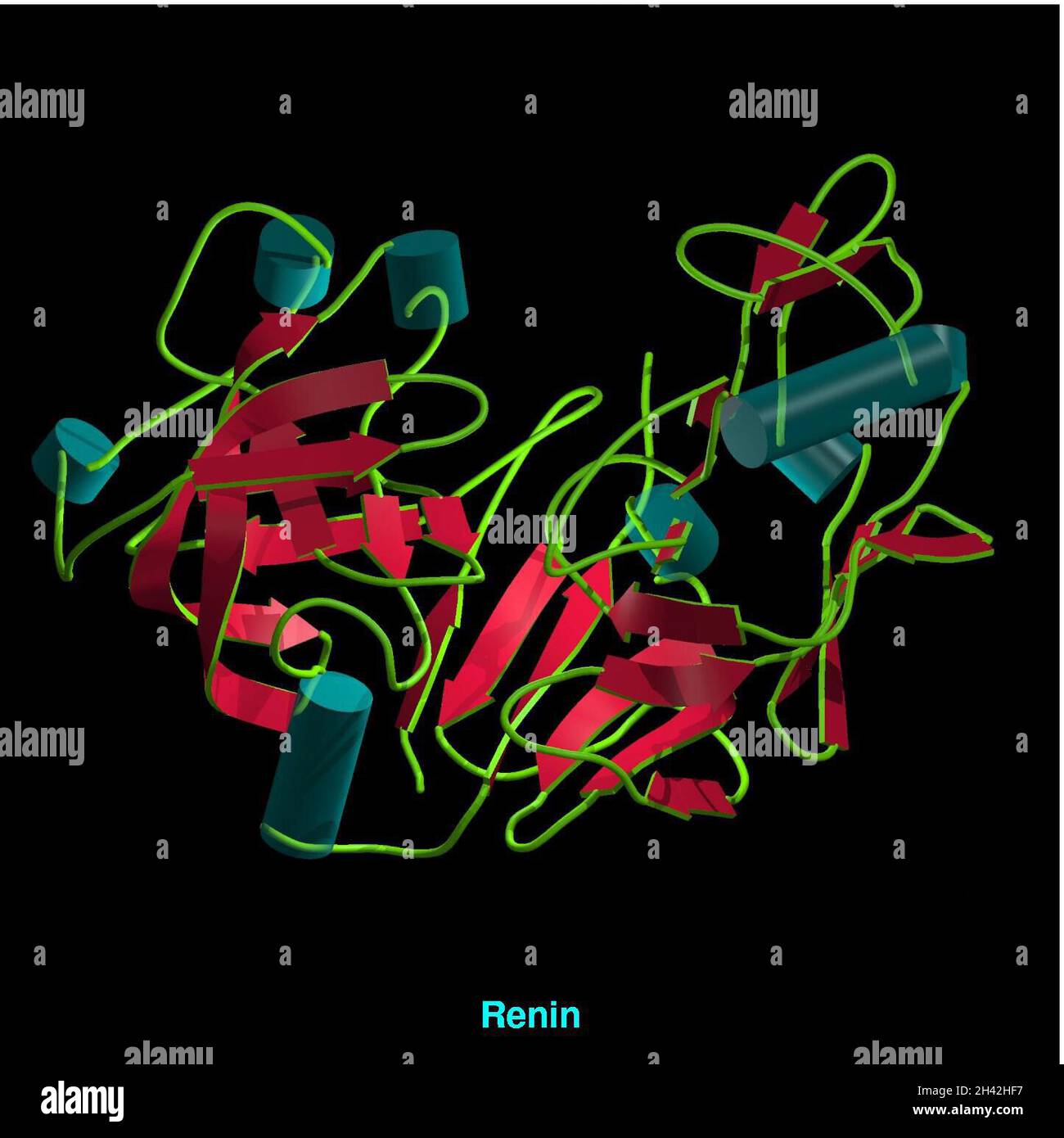 Molecular model of renin Stock Photo - Alamy