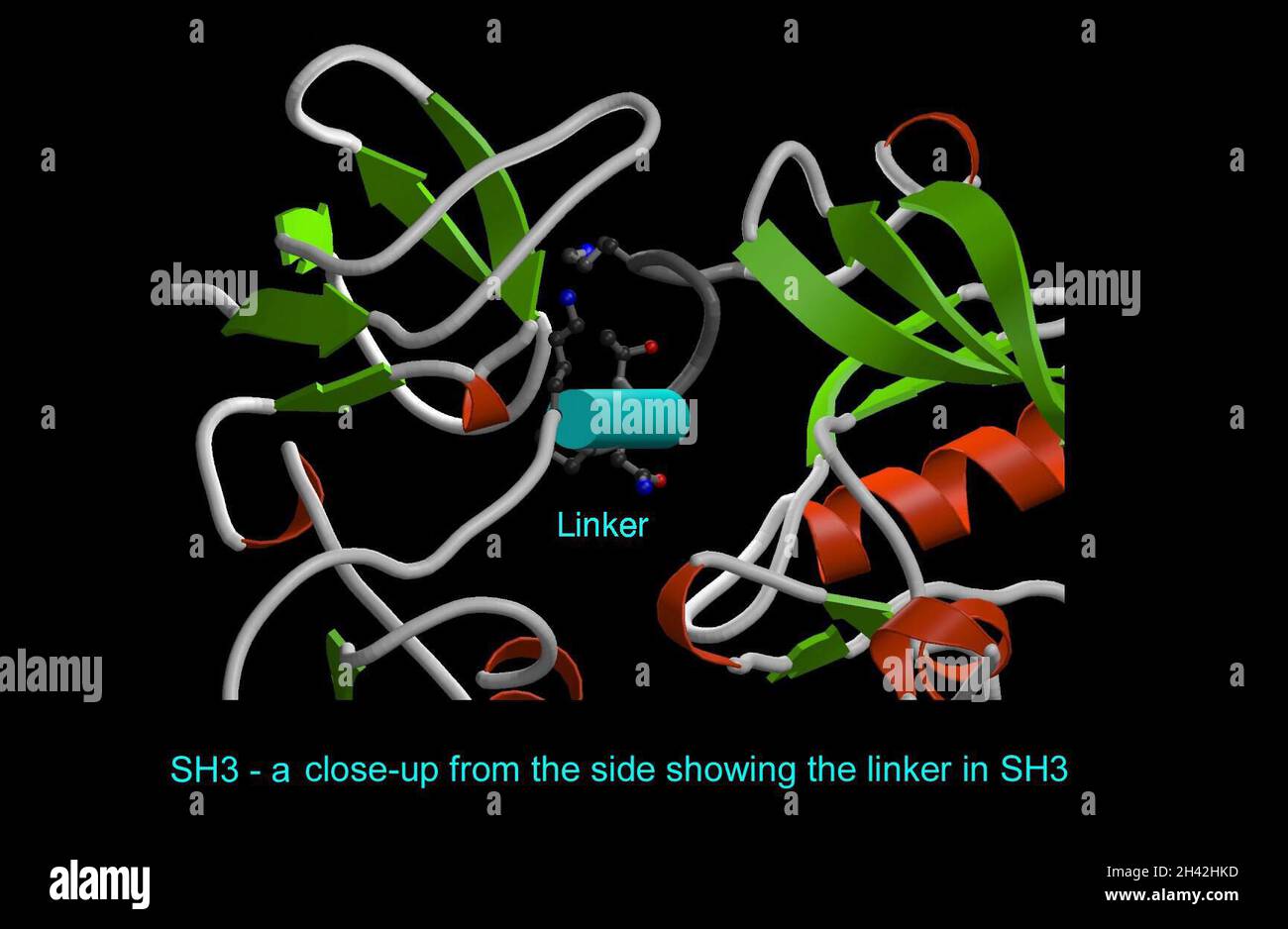Tyrosine protein-kinase Src,a proto-oncogene Stock Photo