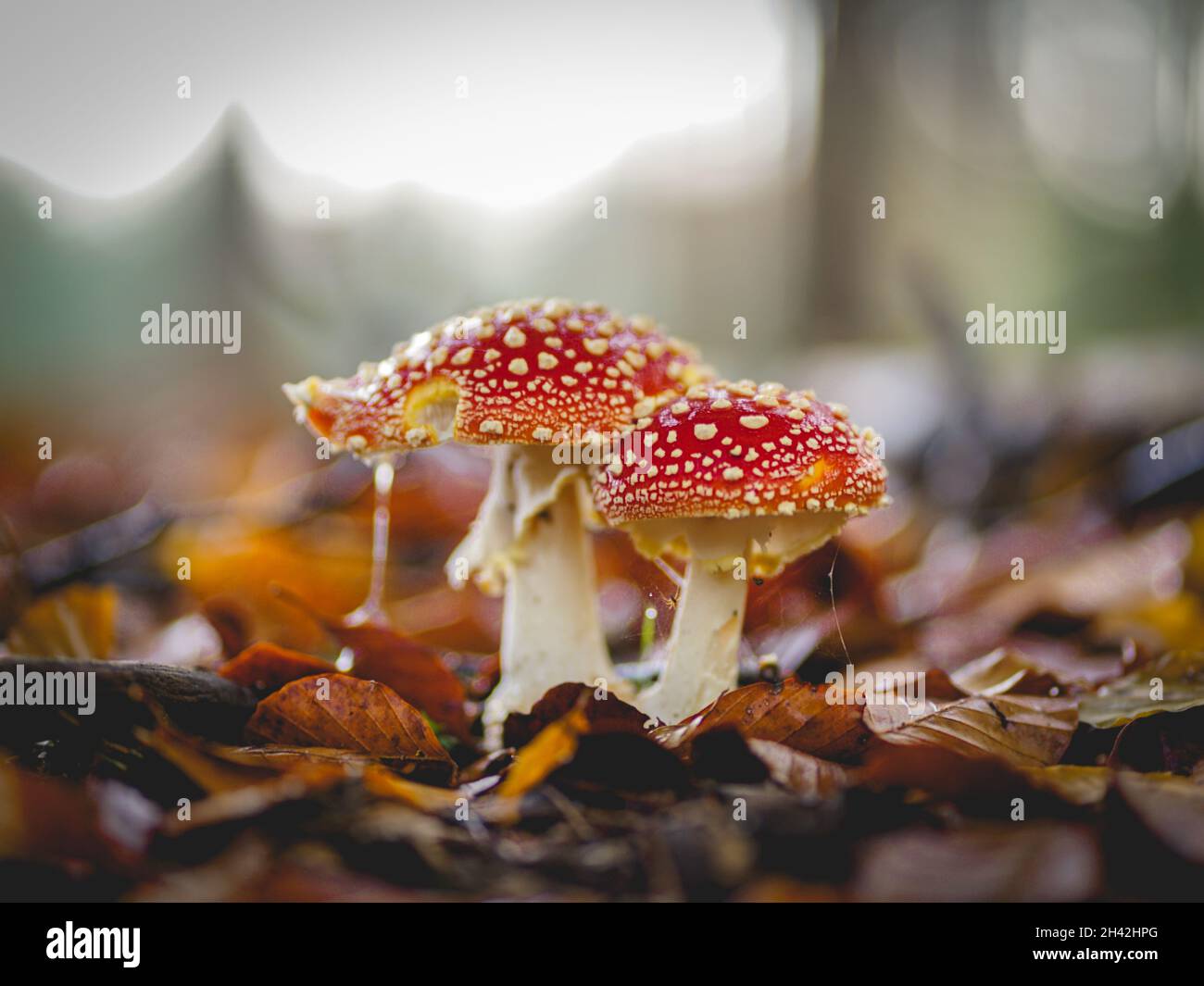 Fly Agaric Mushroom, in the dutch forest Speulderbos The Netherlands, autumn 2021 Stock Photo