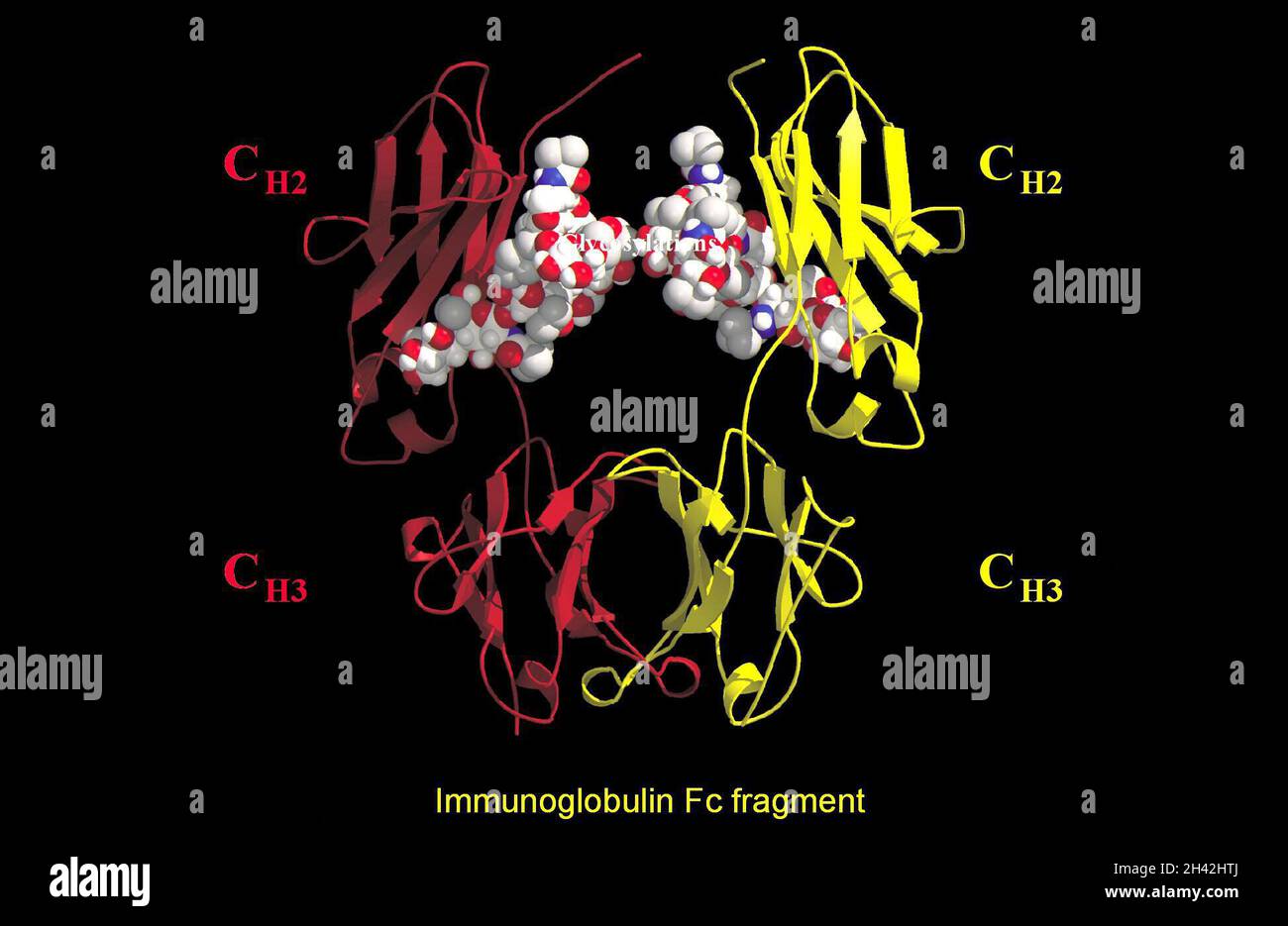 Immunoglobulin Fc fragment, molecular model Stock Photo - Alamy