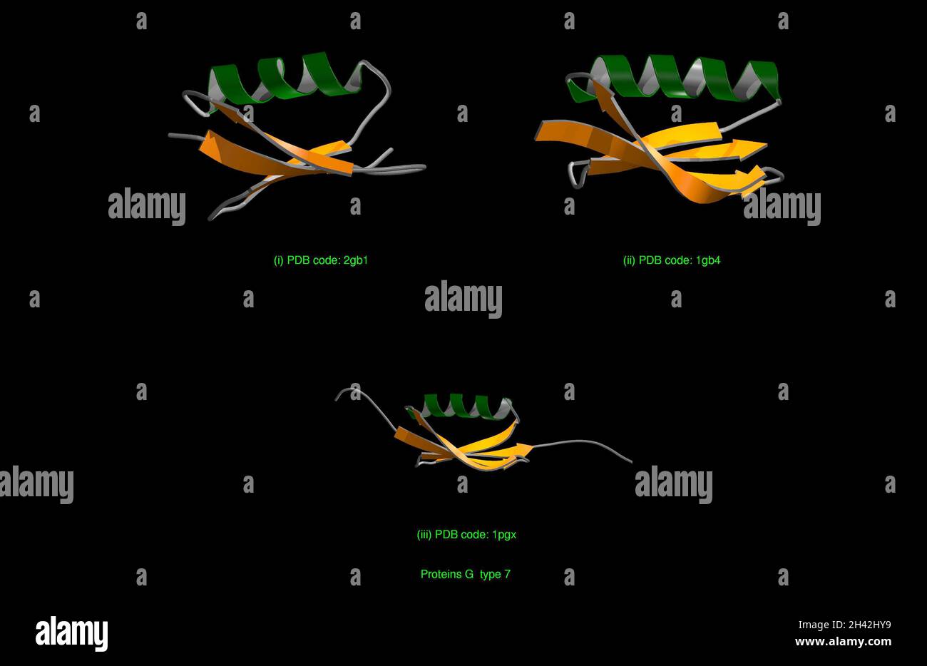 Protein G Type 7, molecular models Stock Photo