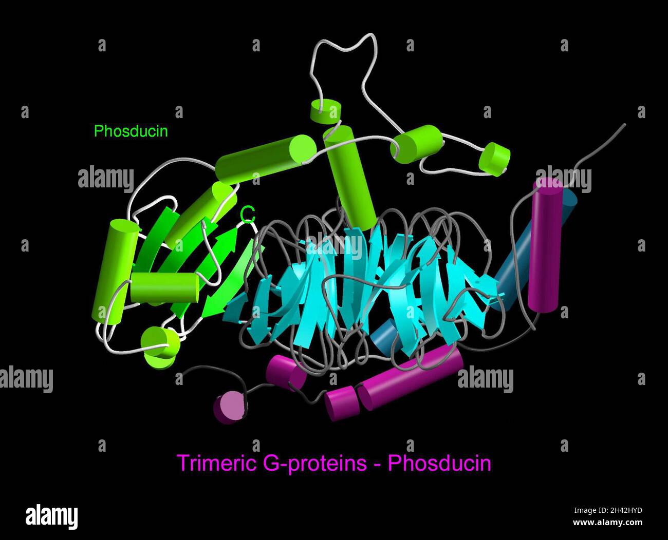 Molecular model,trimeric G-protein/transduci Stock Photo