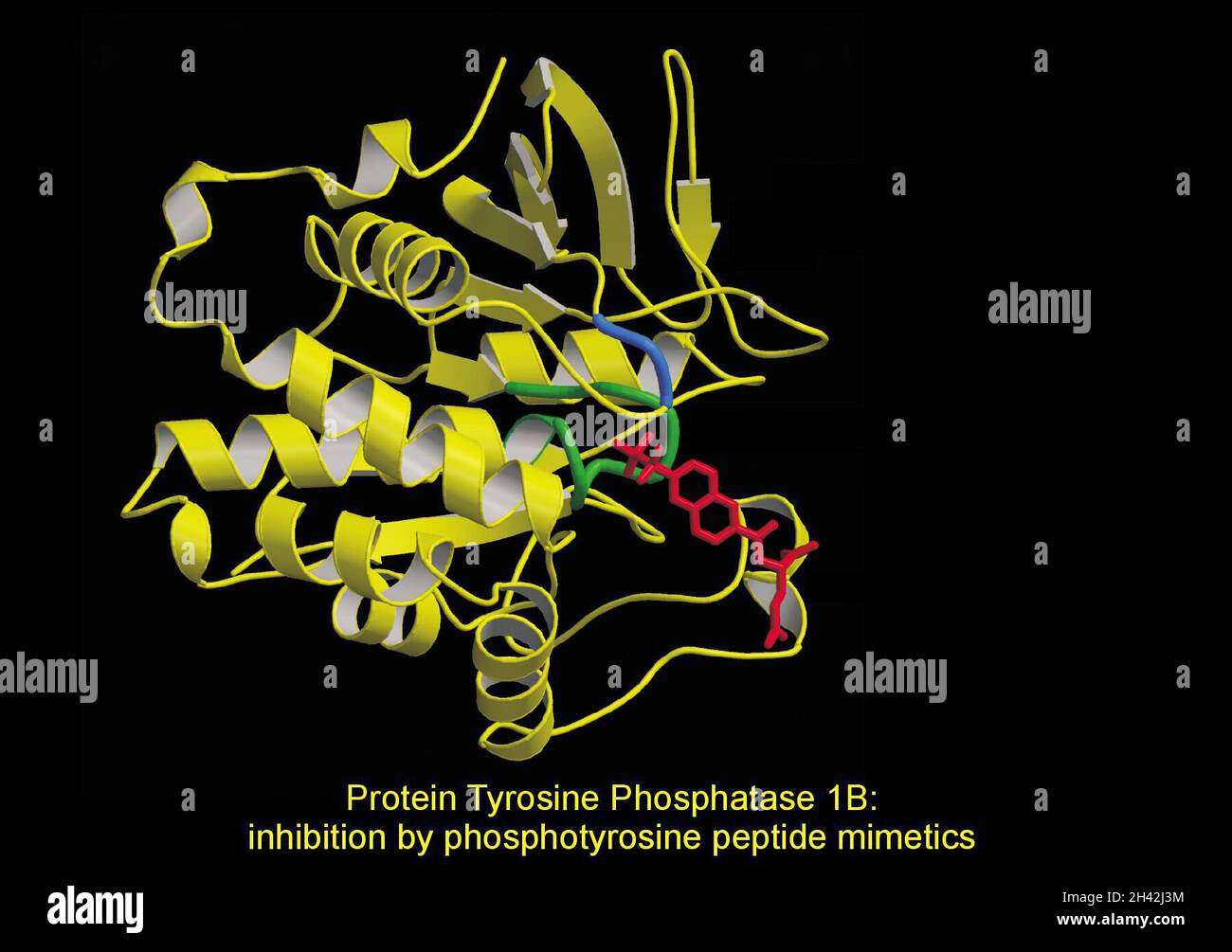 Protein tyrosine phosphatase, inhibition Stock Photo Alamy