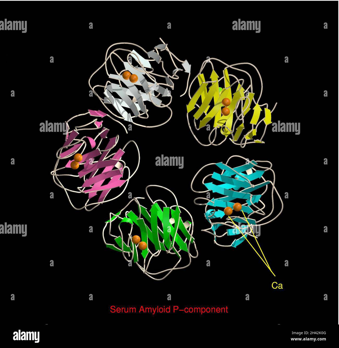 Serum amyloid P-component, mol. model Stock Photo - Alamy