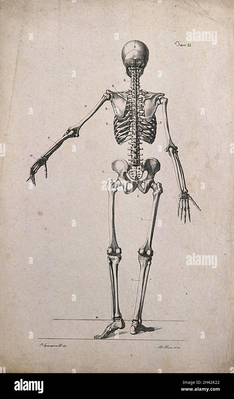 left arm skeleton drawing