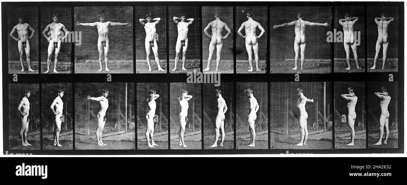 E. Muybridge 'Animal locomotion', plate Stock Photo