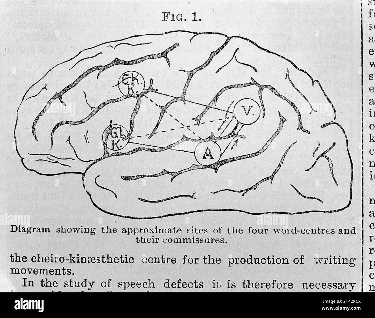 The Lancet The brain Stock Photo Alamy