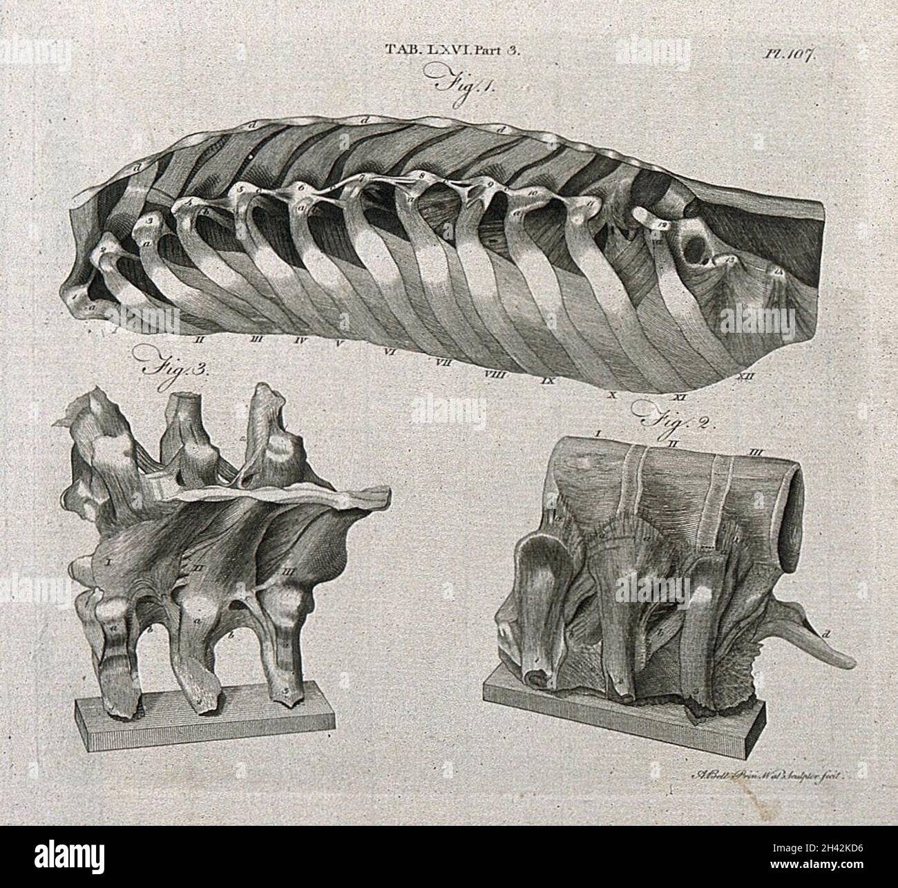 Post Rib Attachment Rib attachments hi-res stock photography and images - Alamy