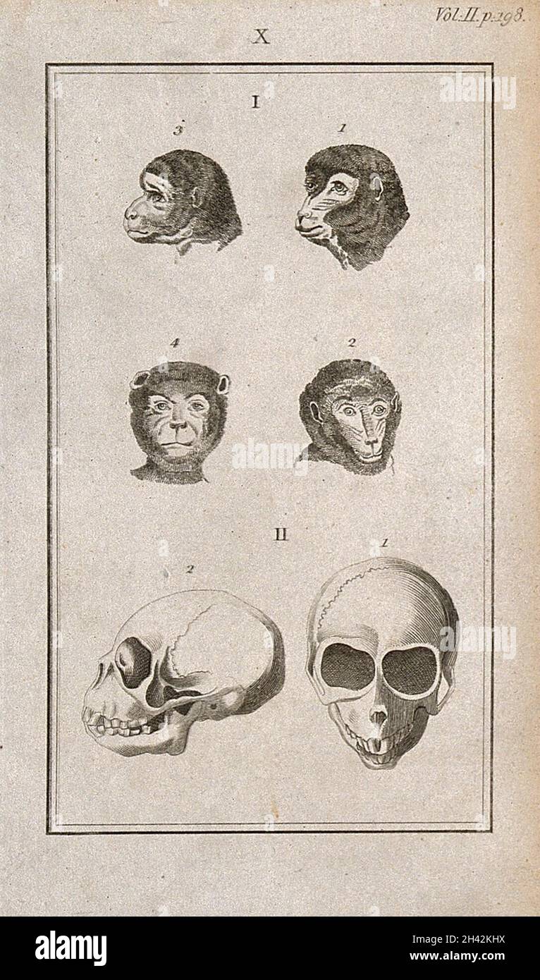 Apes' skulls: six figures showing ape heads and an ape skull from the front and in profile. Line engraving, 1780/1800? Stock Photo
