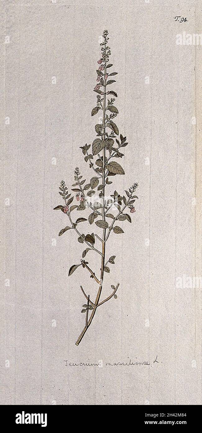 Germander (Teucrium massiliense L.): flowering stem. Coloured engraving after F. von Scheidl, 1770. Stock Photo