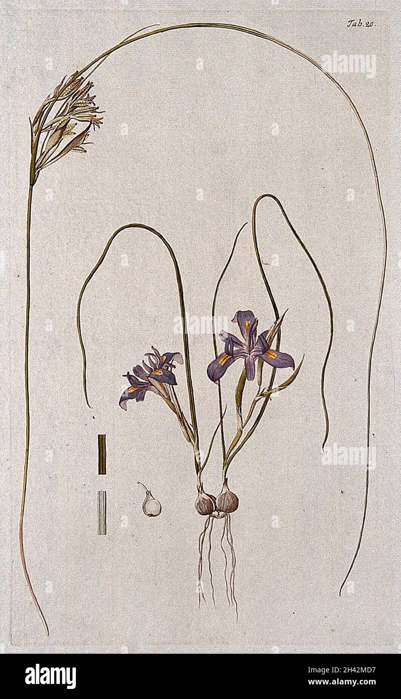 Butterfly iris (Moraea sp.): entire flowering plant with separate fruiting stem and sections of leaf and bulb. Coloured engraving after F. von Scheidl, 1776. Stock Photo