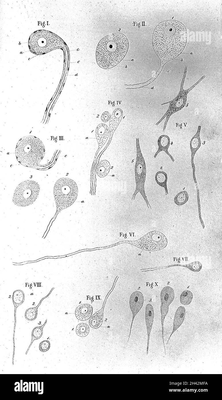 Human nerve cells hi-res stock photography and images - Alamy
