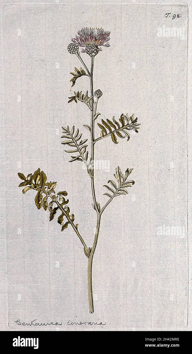 Knapweed (Centaurea cineraria): flowering stem. Coloured engraving after F. von Scheidl, 1770. Stock Photo