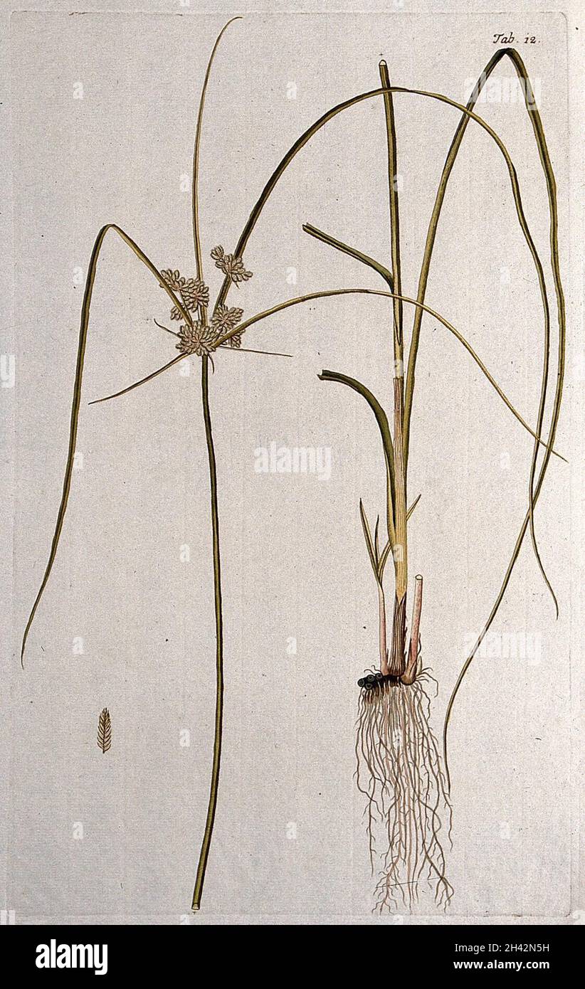 Cyperus compressus L.: two sections of the flowering plant with separate fruit. Coloured engraving after F. von Scheidl, 1776. Stock Photo