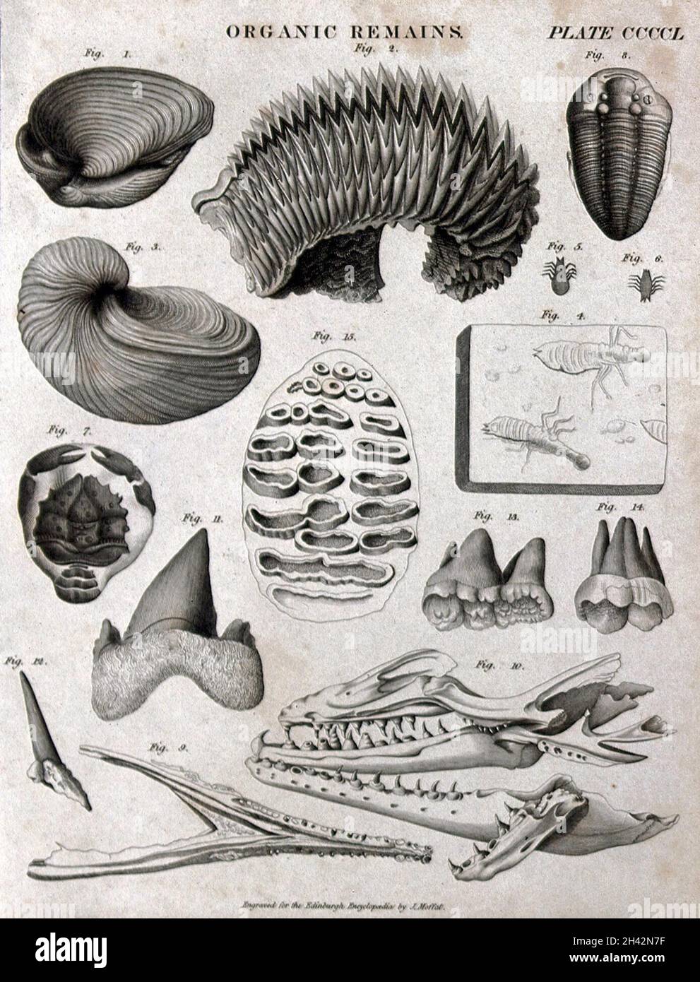 Organic remains, some fossilised, of plants and animals. Engraving by J