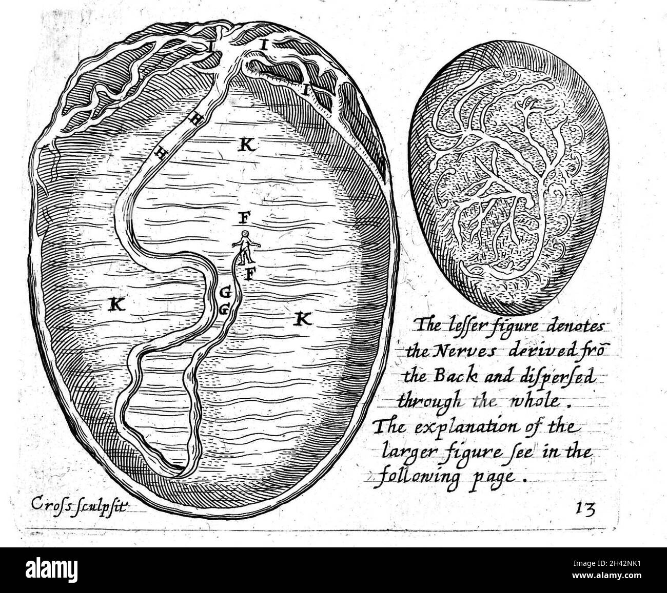 Speculum matricis, 1671 embryo Stock Photo Alamy
