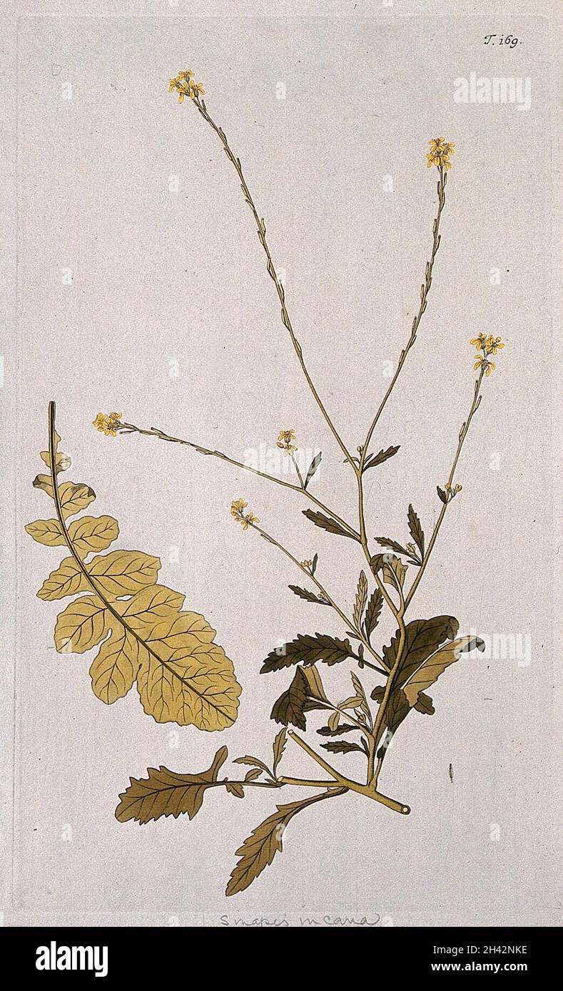 Brassica adpressa Bois: flowering stem with separate leaf. Coloured engraving after F. von Scheidl, 1772. Stock Photo