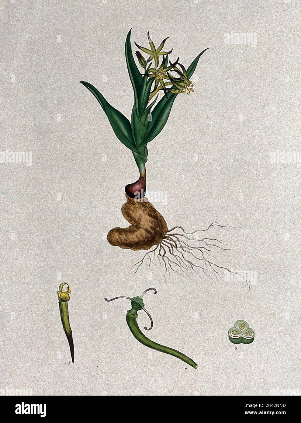 A bird's-tongue plant (Ornithoglossum glaucum): flowering plant and floral segments. Coloured engraving, c. 1802, after H. Andrews. Stock Photo