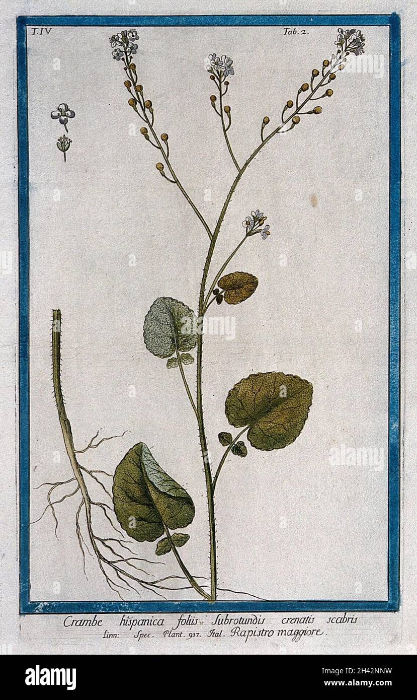 A plant (Crambe hispanica L.): flowering stem with separate root and ...