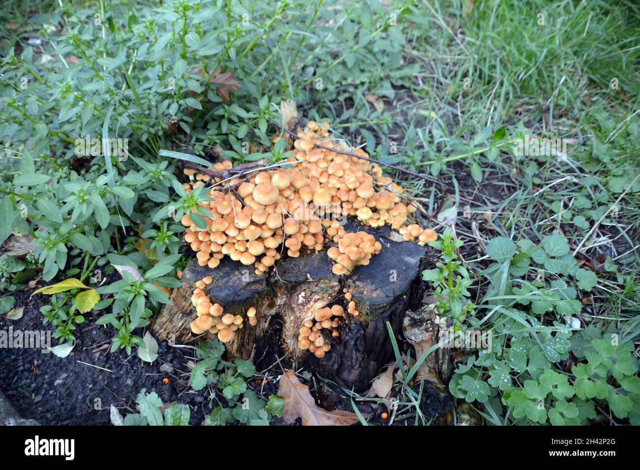Hypholoma fasciculare, also known as the sulphur tuft or clustered woodlover mushroom. Stock Photo