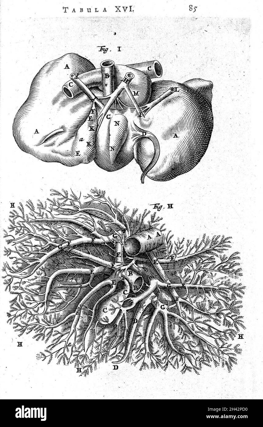 T. Bartholin, 1, hepar, 2, hepalis nasa Stock Photo