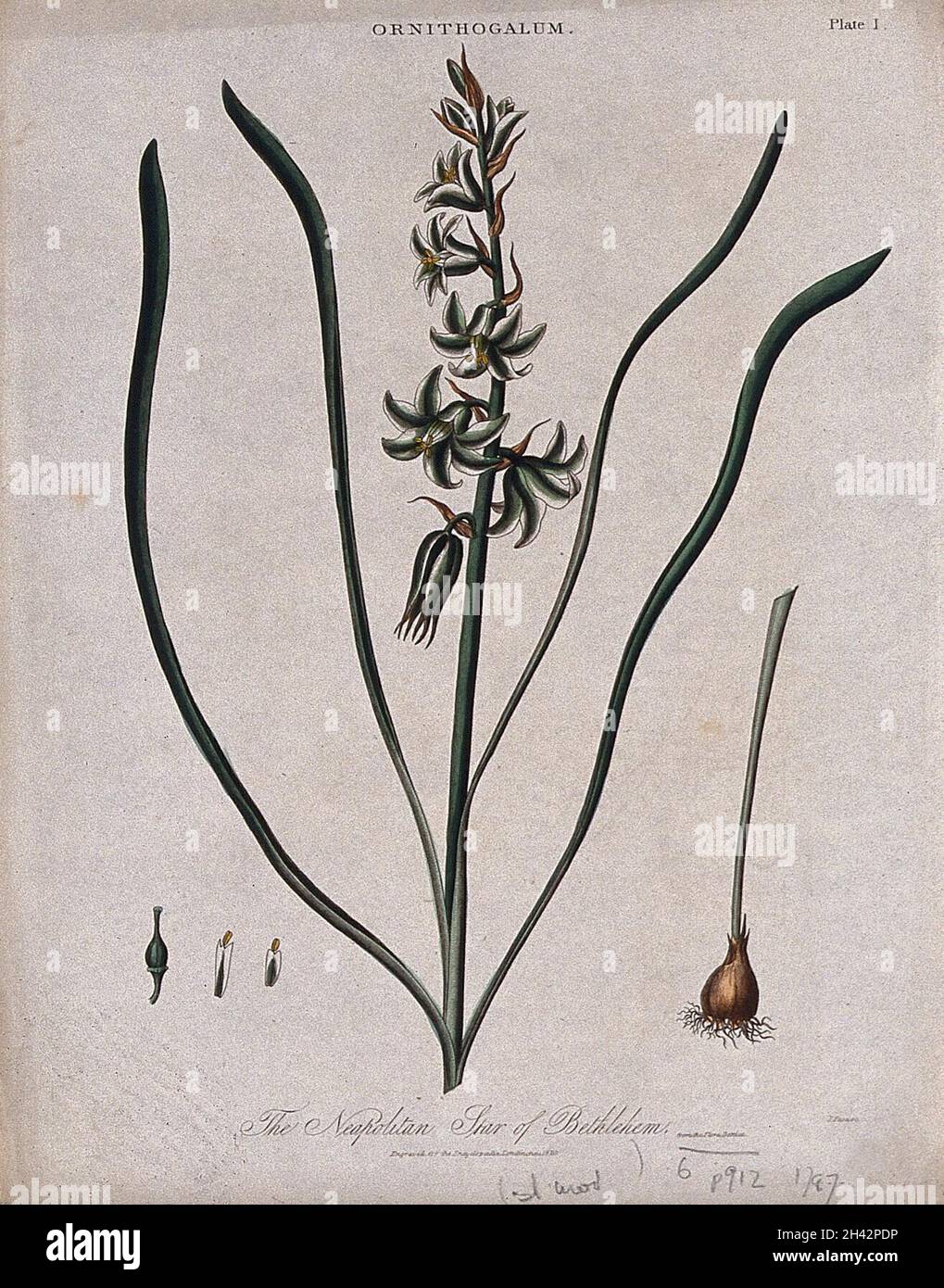 Star of Bethlehem plant (Ornithogalum umbellatum): flowering stem, bulb and floral segments. Coloured engraving by J. Pass, c. 1820. Stock Photo