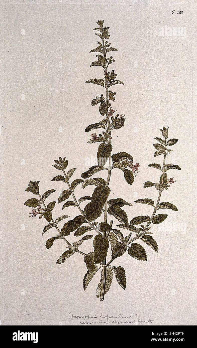 Medicinal taxonomy hi-res stock photography and images - Alamy