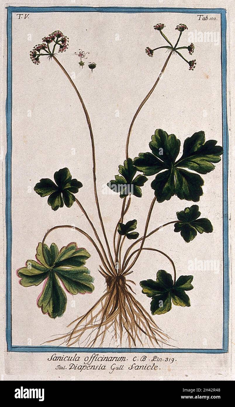 Wood sanicle (Sanicula europaea L.): entire flowering and fruiting plant with separate flower, fruit and seed. Coloured etching by M. Bouchard, 1778. Stock Photo