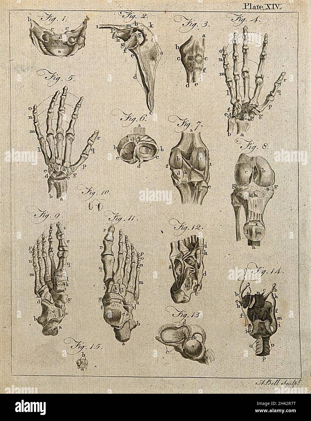 Bones of the hand, foot and knee etc: fifteen figures. Line engraving ... Biology Diagrams