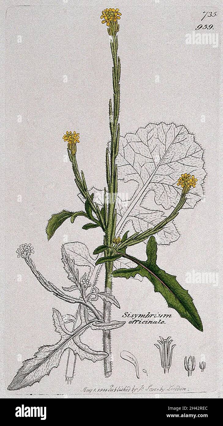 Hedge mustard (Sisymbrium officinale): flowering stem, leaf and floral segments. Coloured engraving after J. Sowerby, 1800. Stock Photo