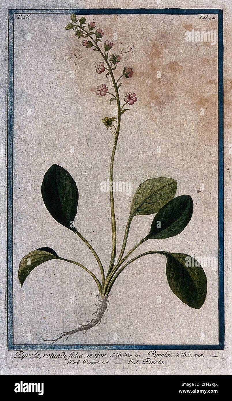 Wintergreen (Pyrola rotundifolia L.): entire flowering and fruiting ...