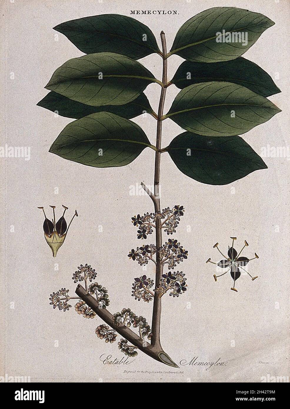 A tropical plant (Memecylon edule): flowering branch. Coloured engraving by J. Pass, c. 1815. Stock Photo
