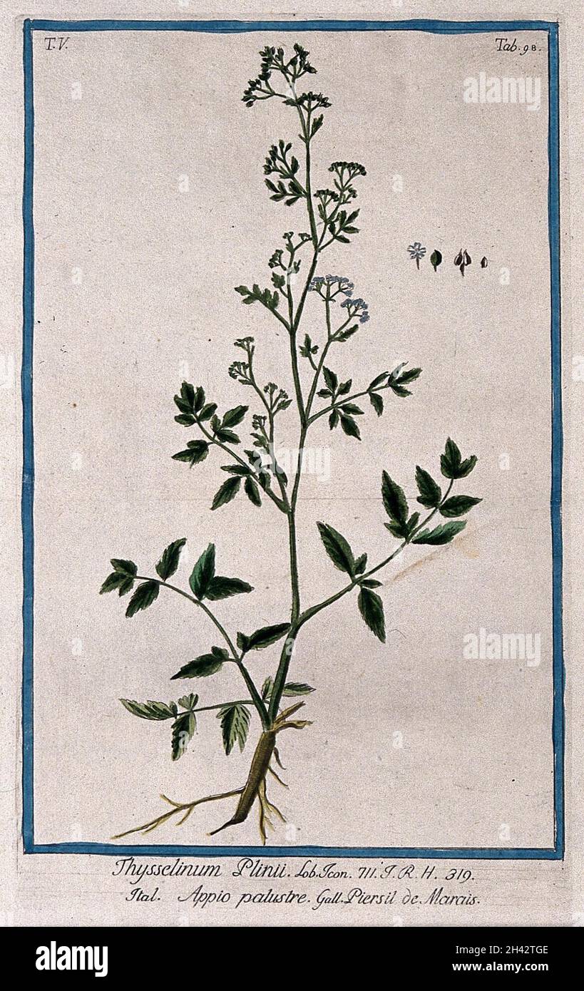 Milk parsley (Peucedanum palustre (L.) Moench): entire flowering and fruiting plant with separate flower, fruit and seed. Coloured etching by M. Bouchard, 1778. Stock Photo
