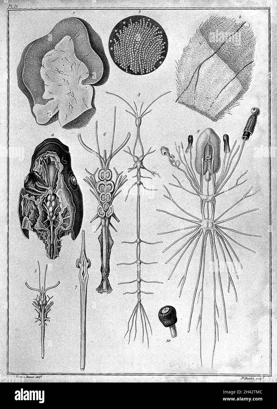 Minute internal structure of humane brain, tench, bee, garden snail