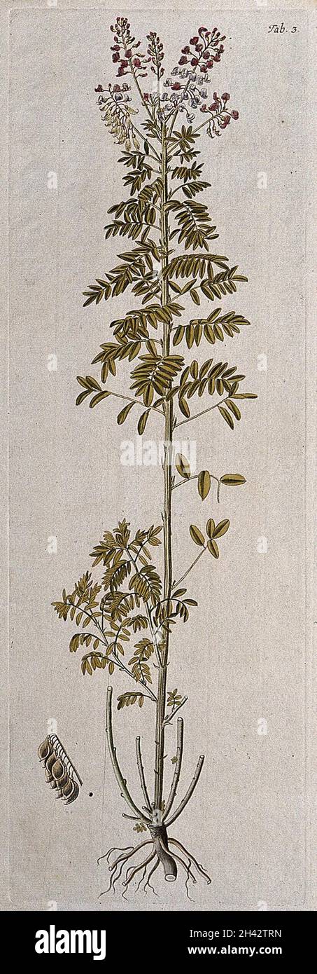Lessertia perennans DC.: flowering and fruiting stem with separate fruit. Coloured engraving after F. von Scheidl, 1776. Stock Photo