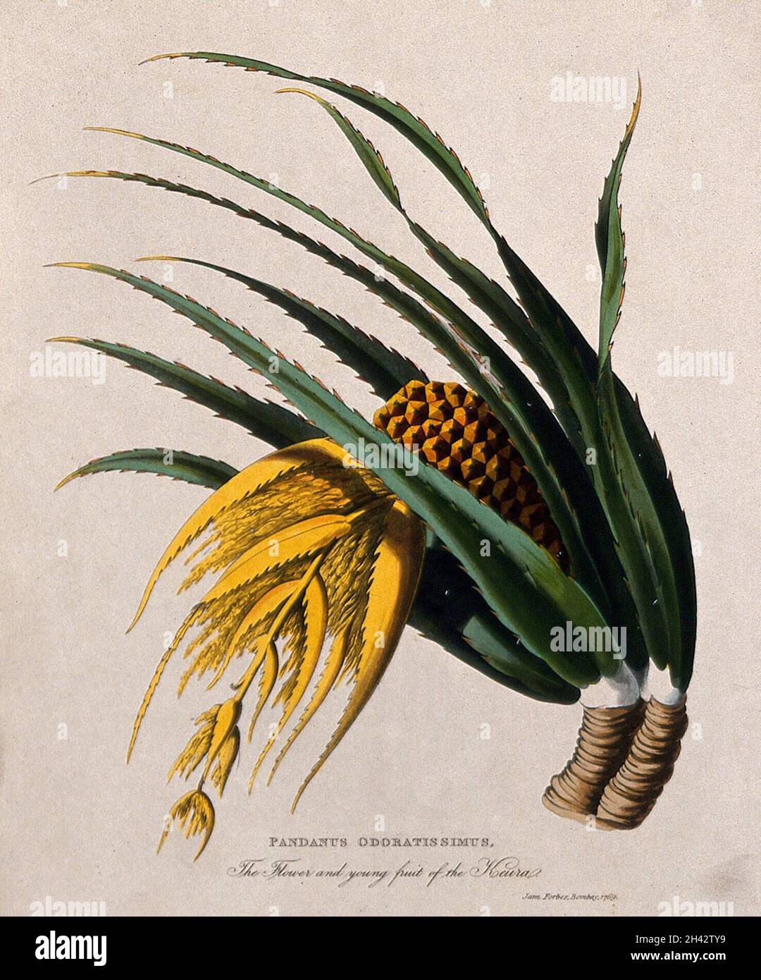 Ketaki (Pandanus tectorius Sol. ex Parkinson): flower and young fruit. Coloured aquatint after J. Forbes, 1769. Stock Photo