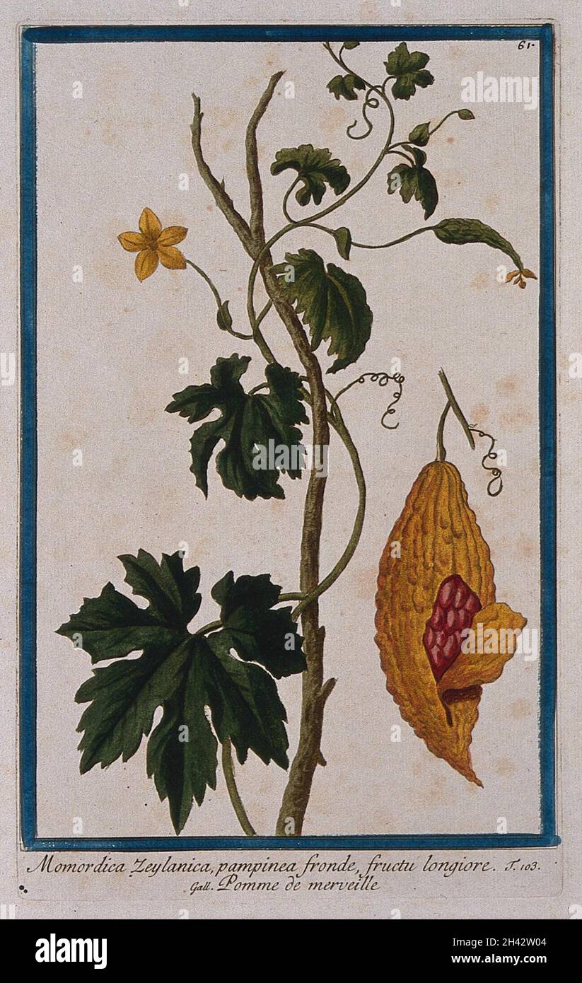 Balsam apple (Momordica balsamina L.): flowering and fruiting twining stem with separate fruit showing enclosed seeds. Coloured etching by M. Bouchard, 1772. Stock Photo