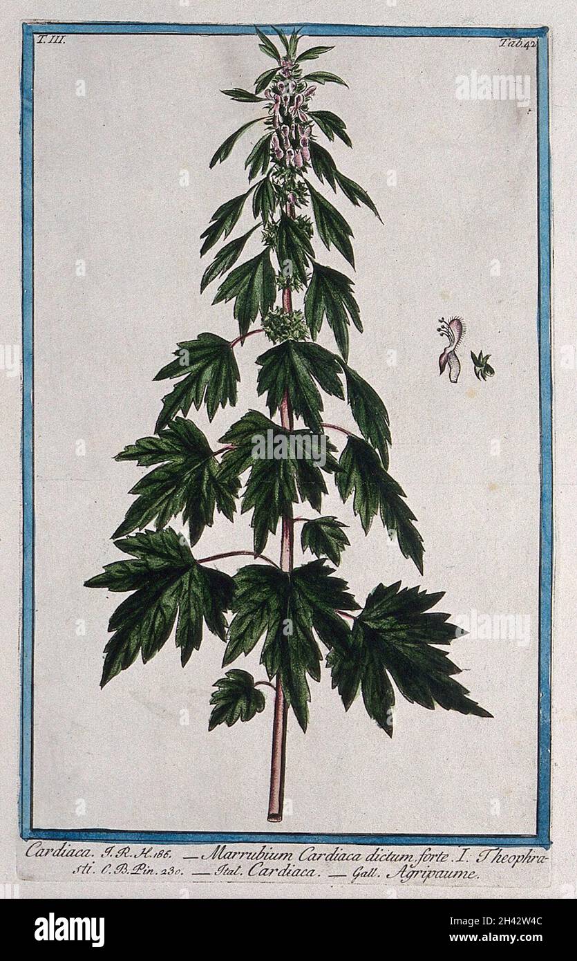 Motherwort (Leonurus cardiaca L.): flowering stem with separate floral segments. Coloured etching by M. Bouchard, 1775. Stock Photo