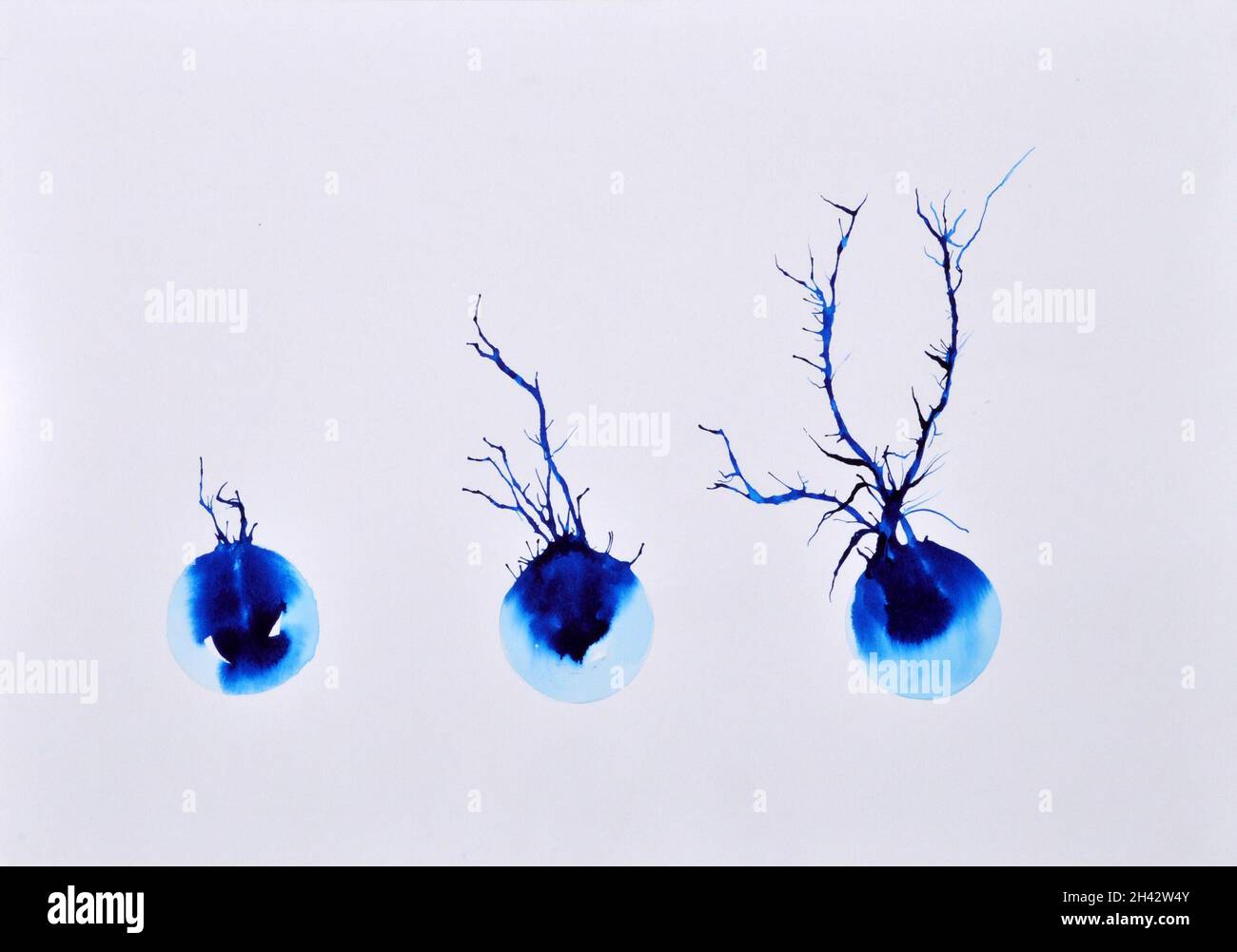 Nervous system development hi-res stock photography and images - Alamy