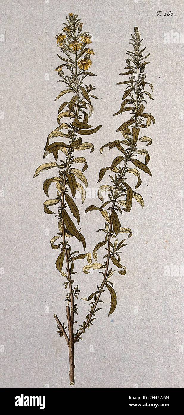 Inula viscosa: flowering stem. Coloured engraving after F. von Scheidl, 1772. Stock Photo