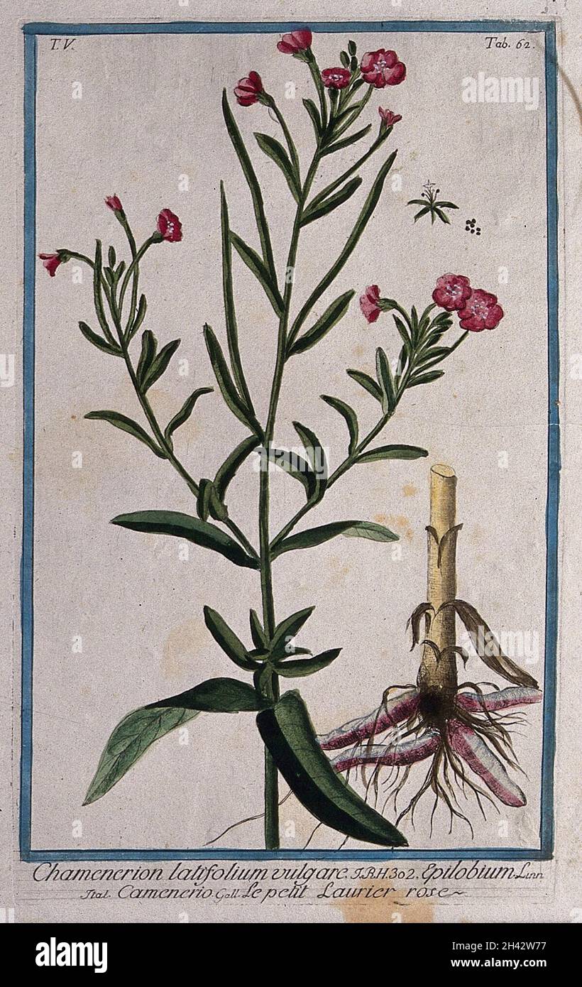 Willow-herb (Epilobium sp.): flowering stem with separate rootstock, floral segment and seed. Coloured etching by M. Bouchard, 1778. Stock Photo