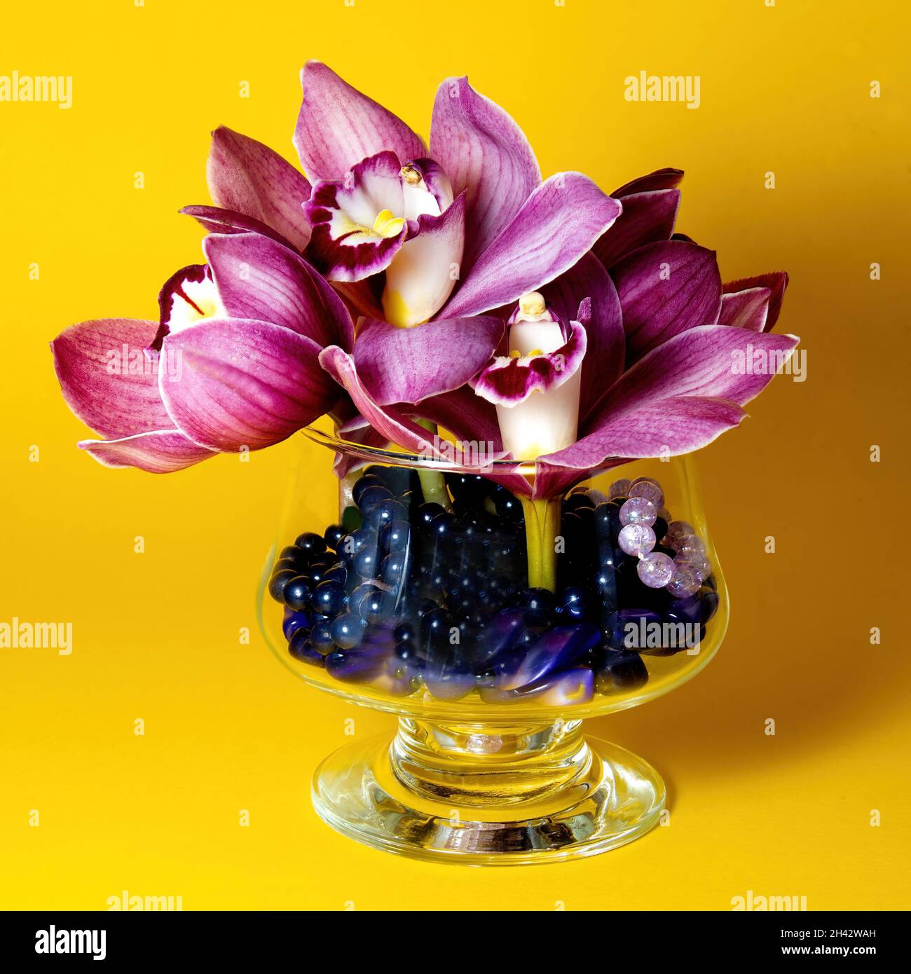 Pretty lavender pink Cymbidium Clarisse Orchid also known as Boat Orchid,  in a Vase isolated on a yellow coloured background closeup view. Beautiful  f Stock Photo - Alamy