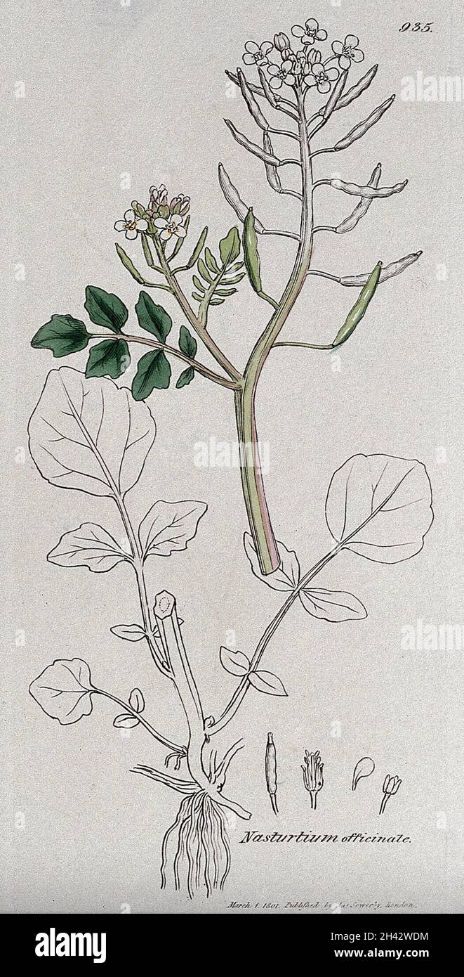 Watercress (Nasturtium officinale) flowering stem, leaf and floral