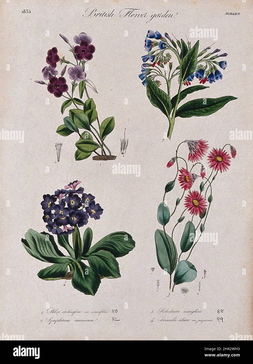 Four British garden plants, including a phlox: flowering stems and floral segments. Coloured etching, c. 1835. Stock Photo
