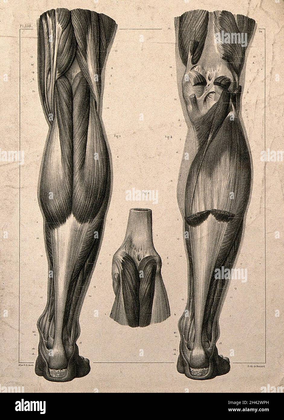 Muscles of the back of the leg: three figures. Lithograph by N.H Jacob, 1831/1854. Stock Photo