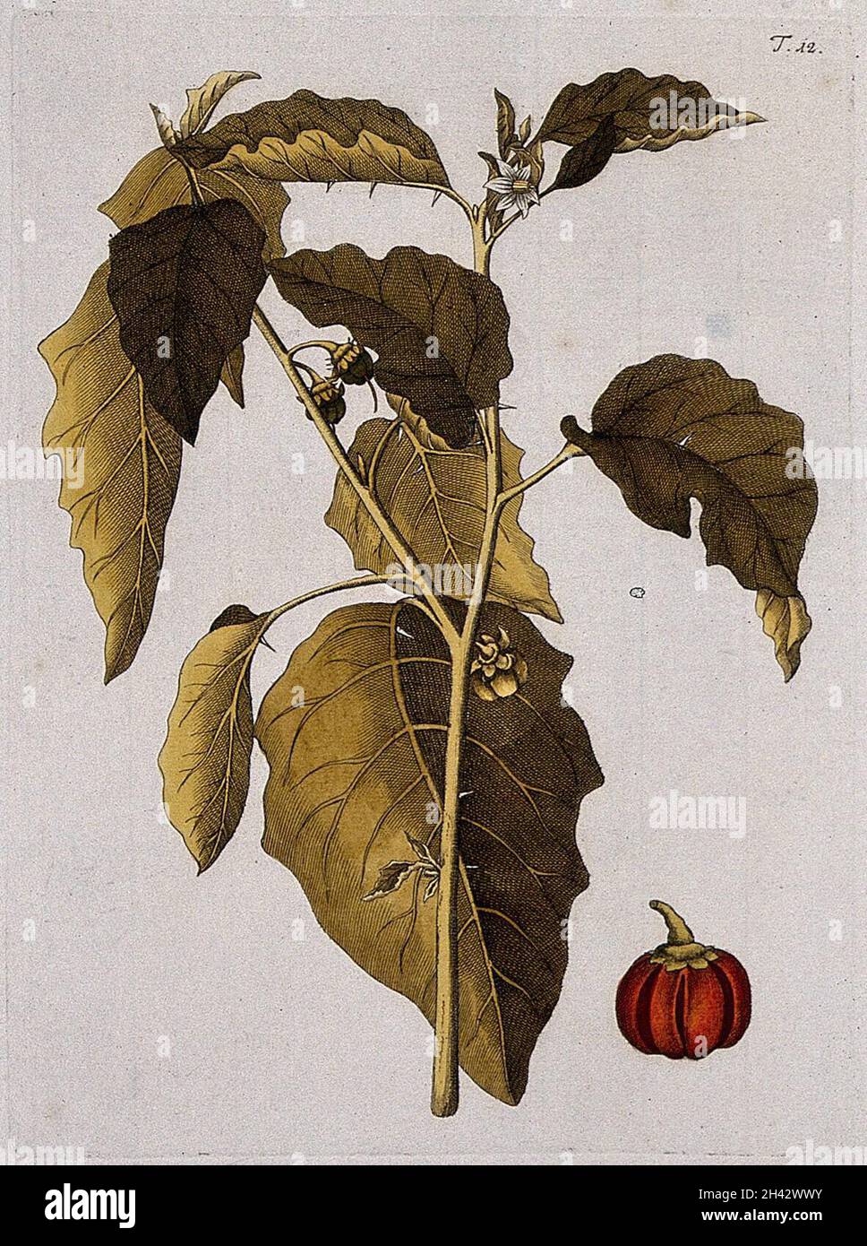 A plant (Solanum aethiopicum L.): flowering and fruiting stem with separate fruit. Coloured engraving after F. von Scheidl, 1770. Stock Photo