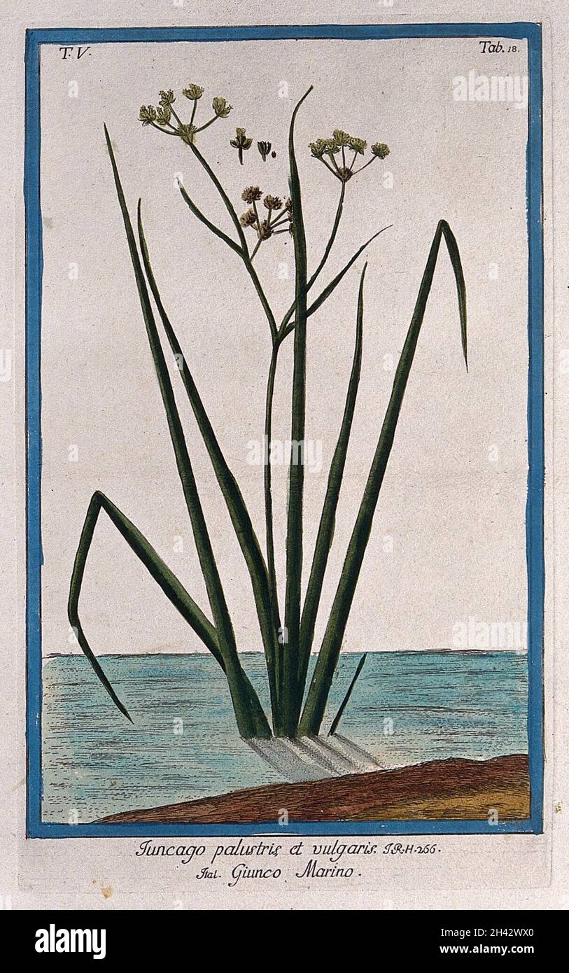 Arrowgrass (Triglochin palustris): flowering stems rising from water's edge with separate flower, fruit and seed. Coloured etching by M. Bouchard, 1778. Stock Photo
