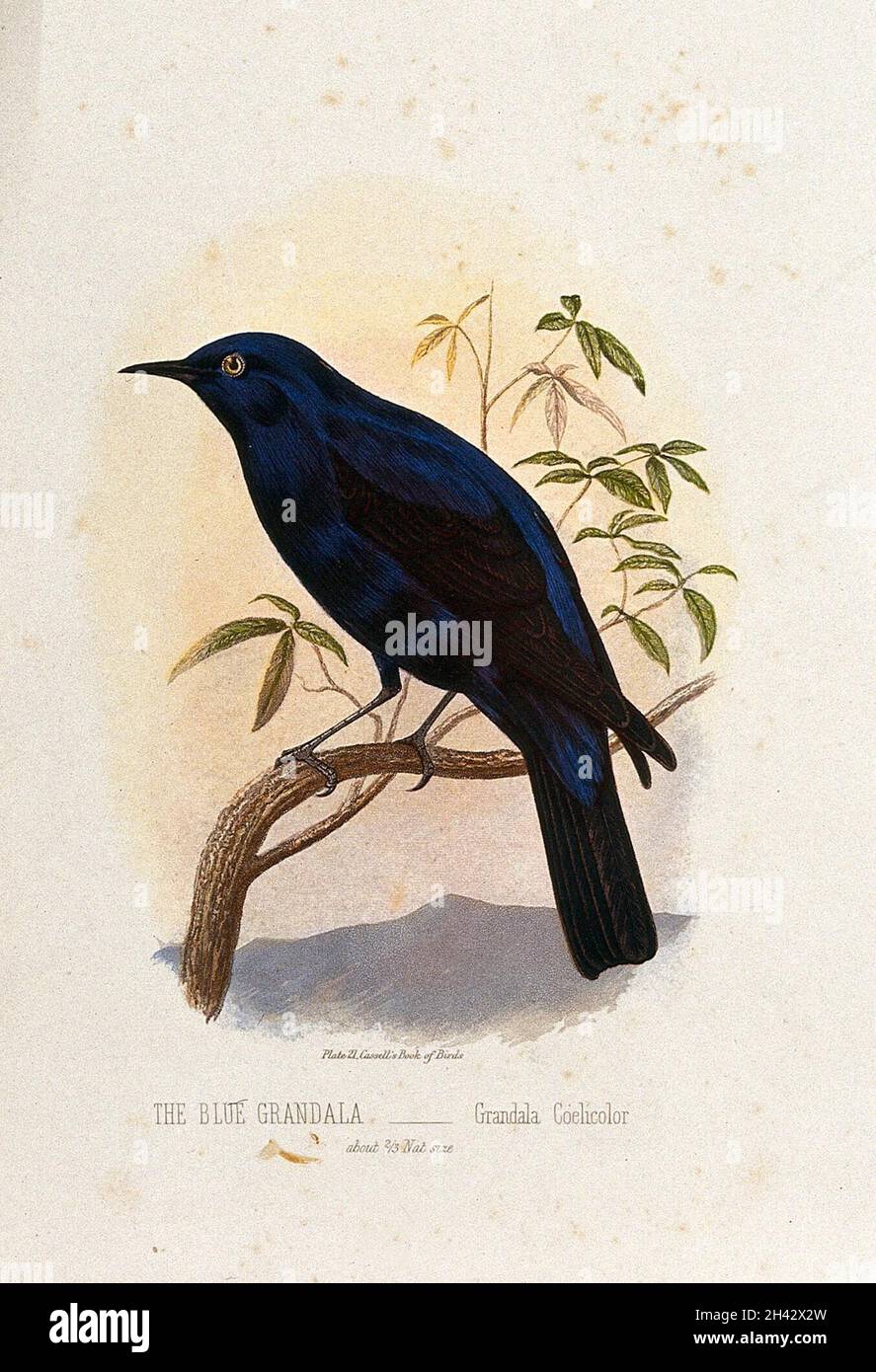 Natural history lithograph bird hi-res stock photography and images - Alamy