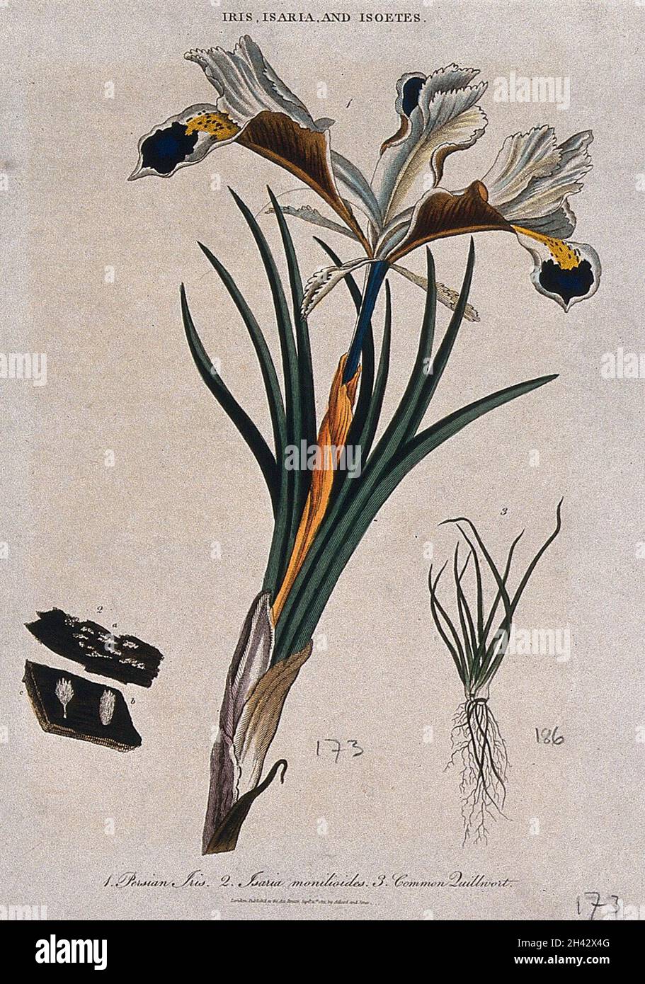 An iris (Iris persica), a fungus (Isaria species) and quillwort (Isoetes species). Coloured etching by J. Pass, c. 1811. Stock Photo
