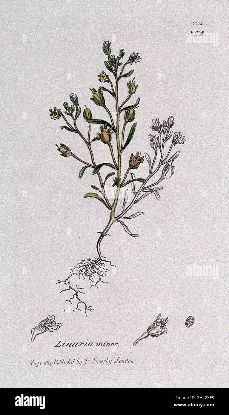 Small toadflax (Chaenorhinum minus): flowering plant and floral segments. Coloured engraving after J. Sowerby, 1809. Stock Photo